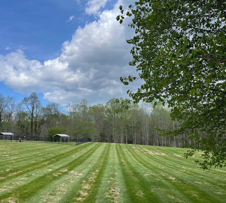 Freshly mowed striped lawn in Hickory NC after professional lawn care service