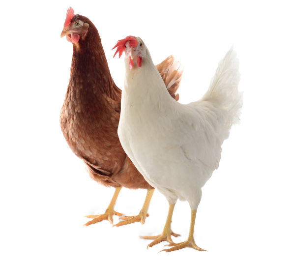 Gallinas ponedoras Lohmann y Hy-Line listas para postura