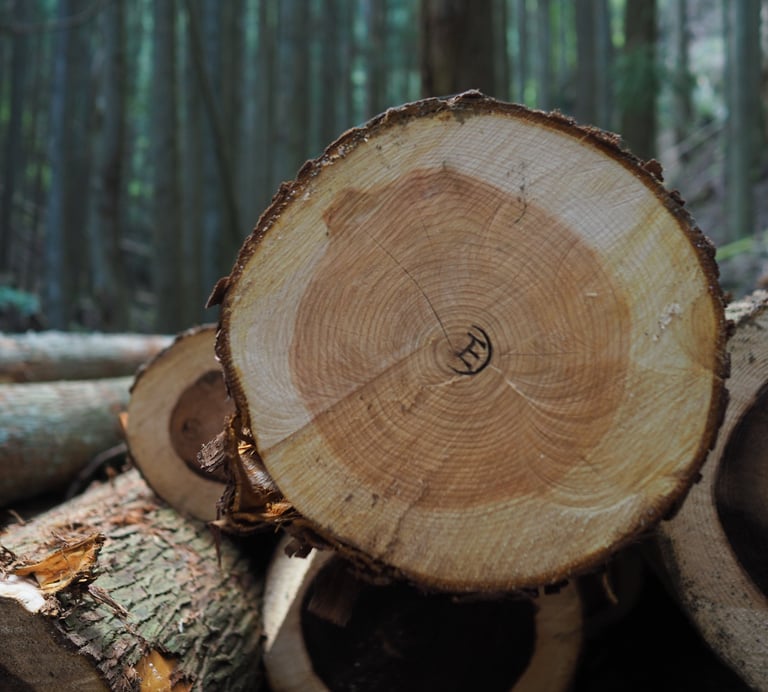 Close-up of a freshly cut hinoki log showing growth rings and timber texture in a forest.