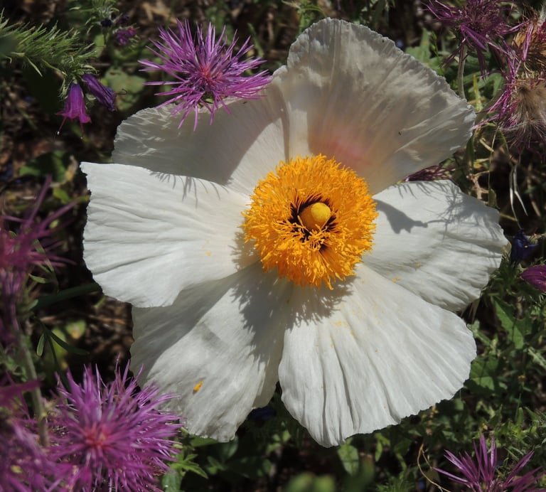 Fleur géante de Pavot en arbre (Romneya coulteri)