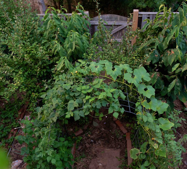 Bountiful backyard garden with a trellis, fruit trees, and mroe. 