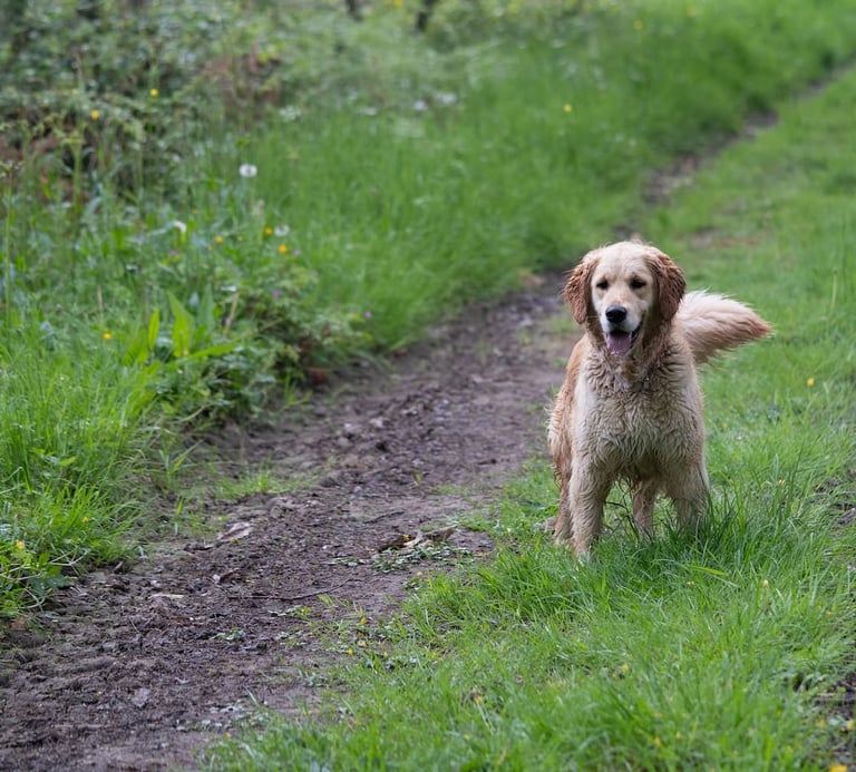 golden retriever dans la campagne bretonne
