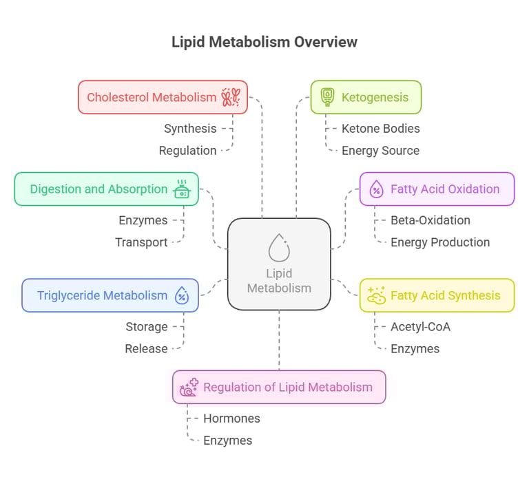 Lipid metabolism overview