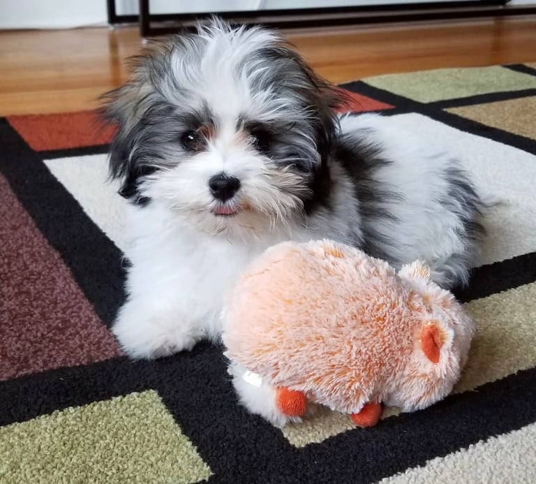 Babydoll cute Havanese