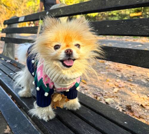 perro pequeño con sueter