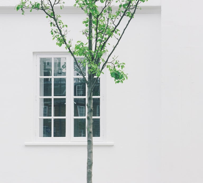 a tree in front of a white building