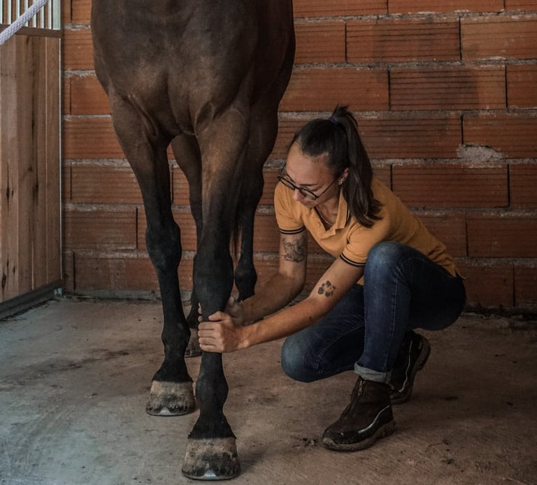 Zoé Gavoille massage animalier