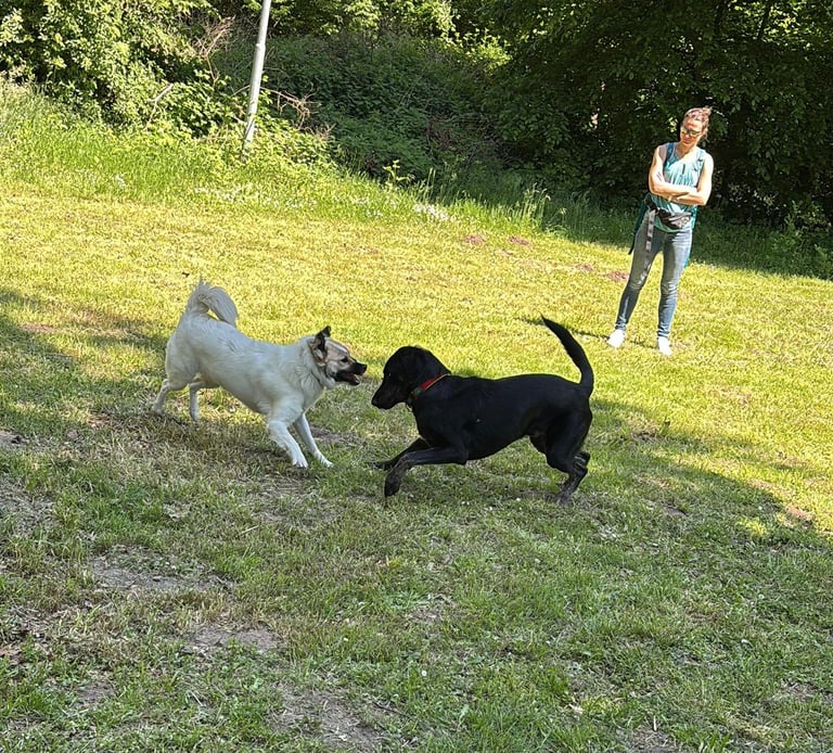 2 Hunde bei der Sozialkontaktstunde