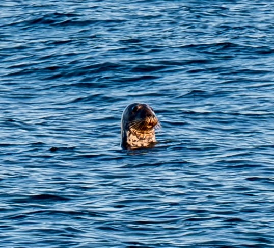a harbor seal in the atlantic ocean in montauk point