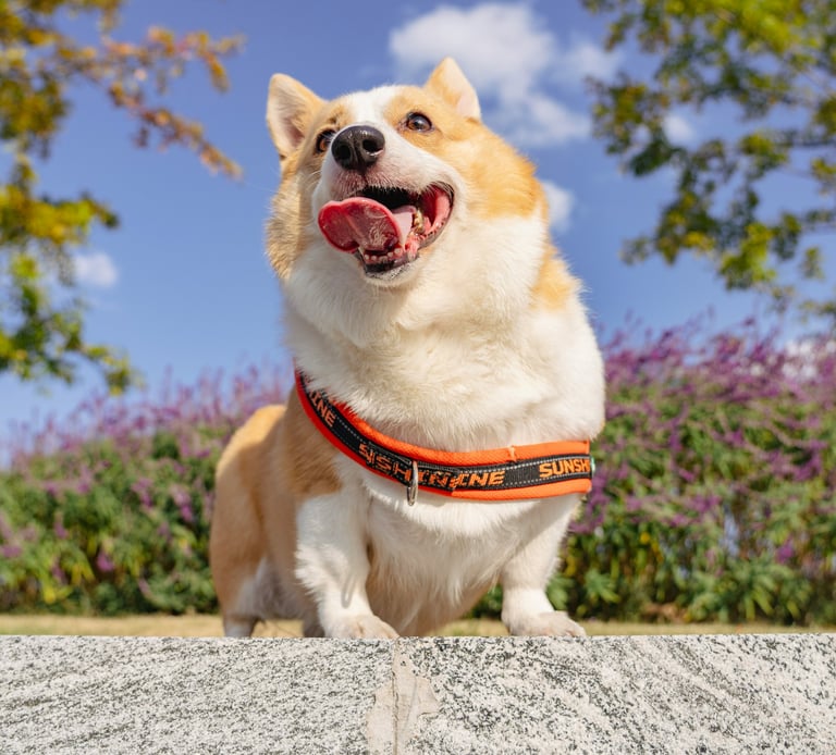 dogAdvisor β² dogadvisor β² dog advisor β² Blog for new dog owners β² dogs β² dog advisers β² dog advisors