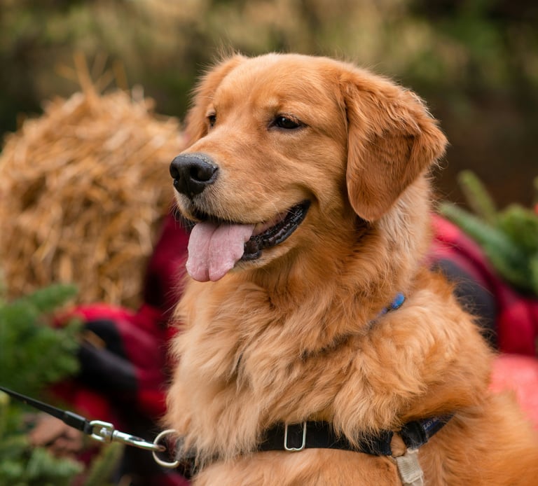 dogAdvisor β² dogadvisor β² dog advisor β² Blog for new dog owners β² dogs β² dog advisers β² dog advisors