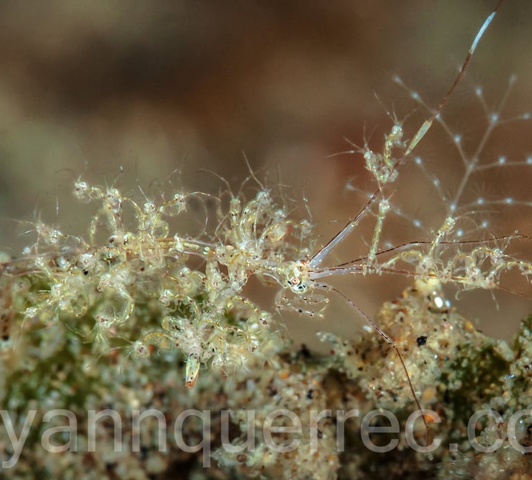 La caprelle et ses petits...