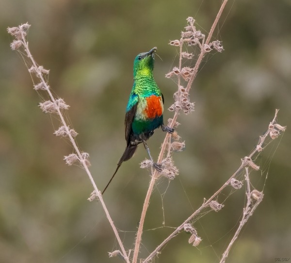 Beautiful sunbird perched among branches in Gambia