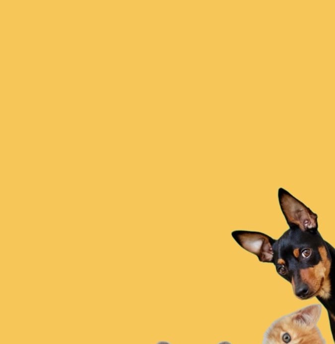 Un bulldog francés, un gatito pelirrojo y un pinscher asomándose desde abajo sobre un fondo amarillo