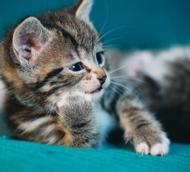 a kitten lying down with a paw touching its jaw with funny look