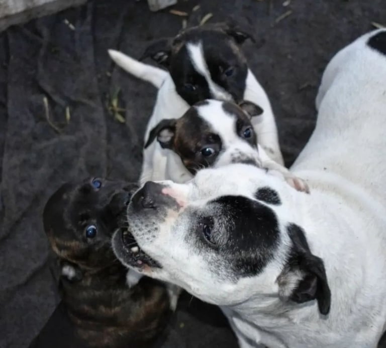 Interazione e socializzazione tra cuccioli Staffy e cane adulto equilibrato