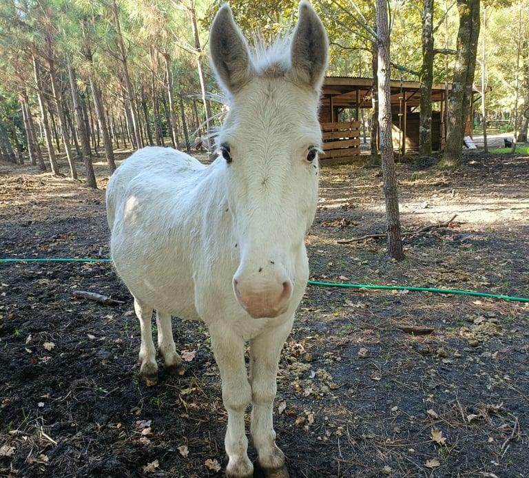 poney-Rion-des-Landes