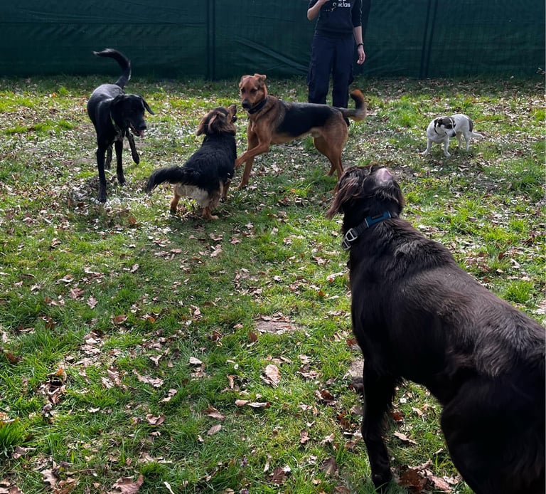 5 Hunde bei der Socialkontaktstunde in der Interaktion auf einem eingezäunten Hundeplatz