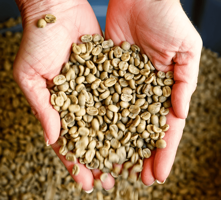 Mãos segurando grãos de café crus e selecionados, origem ética e os benefícios do cafe sustentável