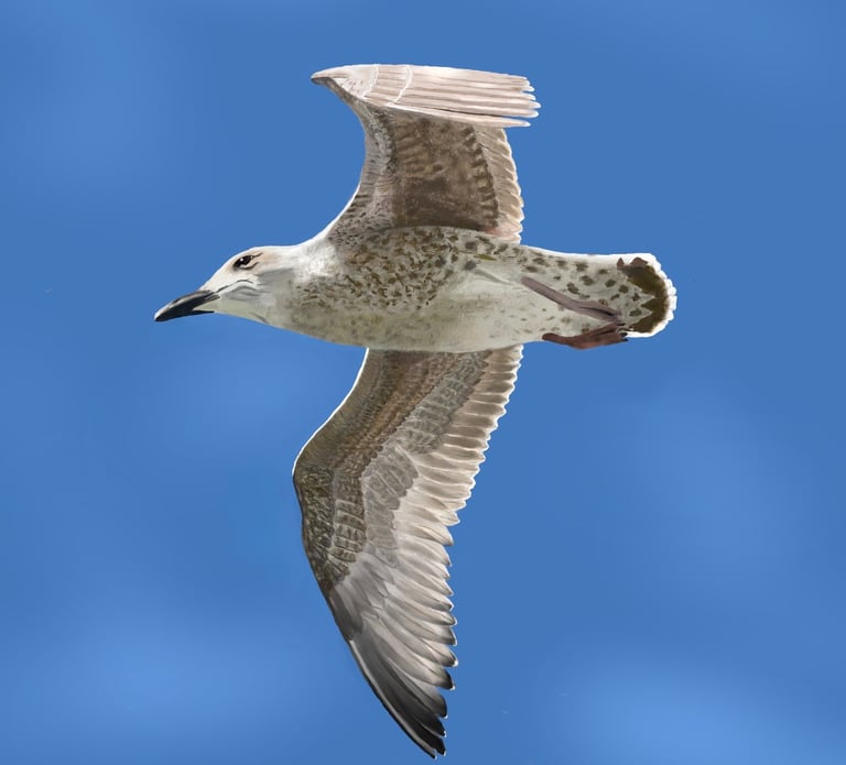 Juvenile Herring Gull soaring with blue sky in the background