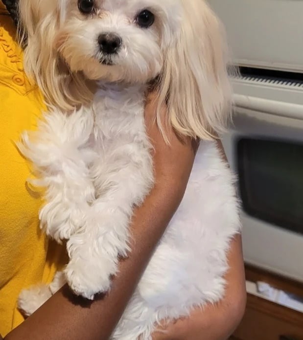 A small white Maltese dog with a pink bow being held in arms inside a kitchen.