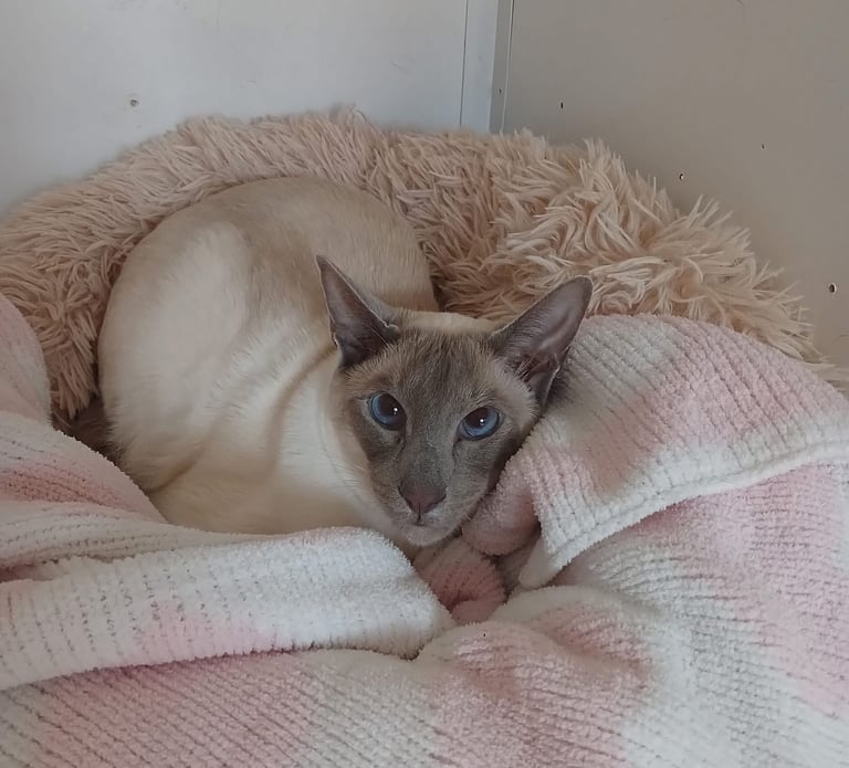 blue point siamese boy who needs a loving home