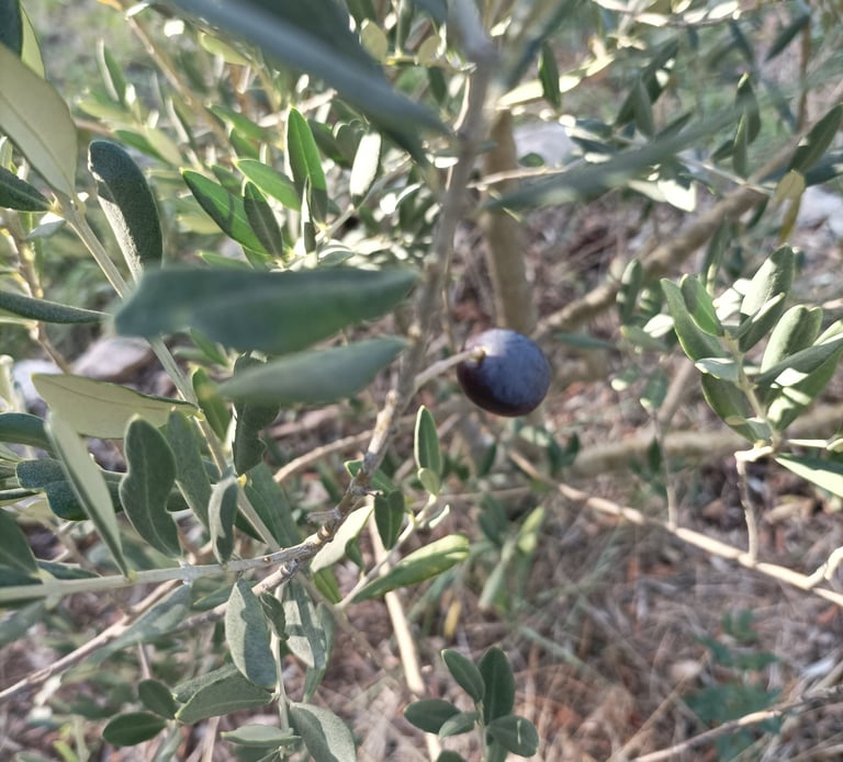 One solitary Olive