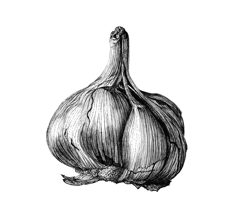 Garlic illustration