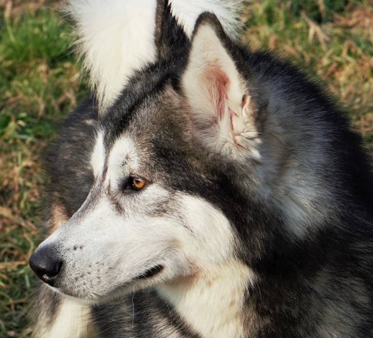 alaskan malamute grigio lupo bianco, wolf grey