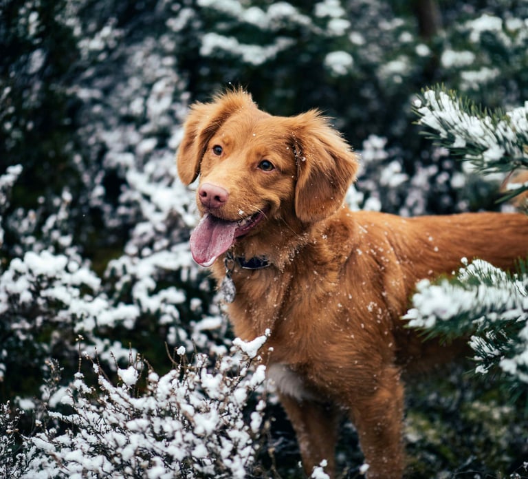 dogAdvisor | dogadvisor | dog advisor | dogAdvisor.dog