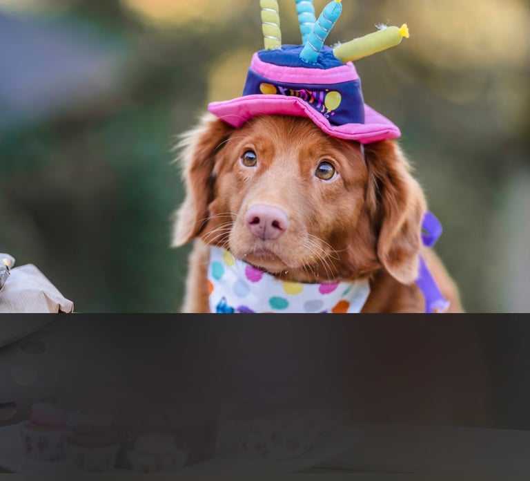 dogAdvisor | dogadvisor | dog advisor | dogAdvisor.dog