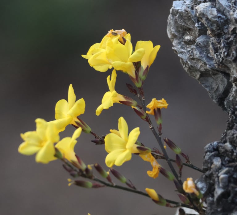 Pyoli Flower of Uttarakhand