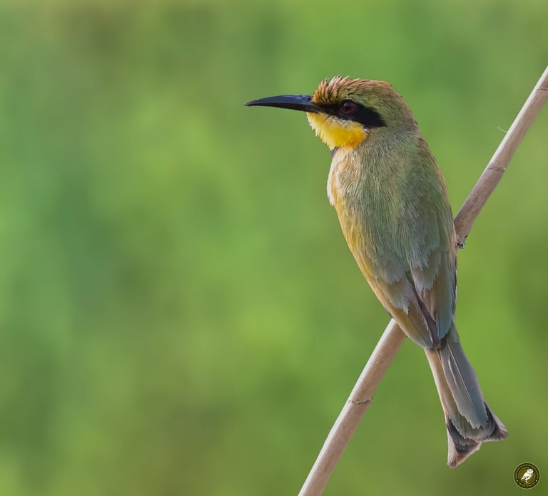 Little Bee-eater | Birding Adventures Gambia