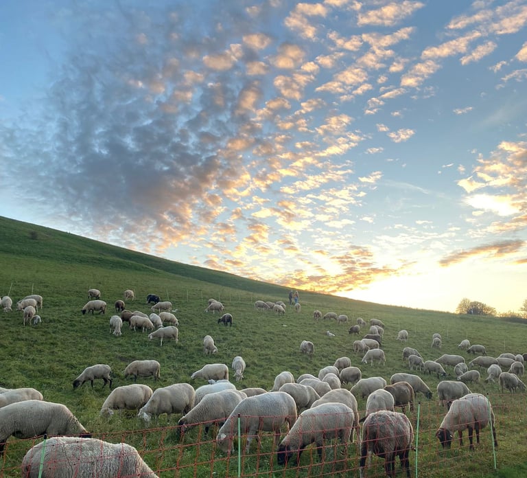 Die Tübinger Schafe grasen auf dem Österberg 