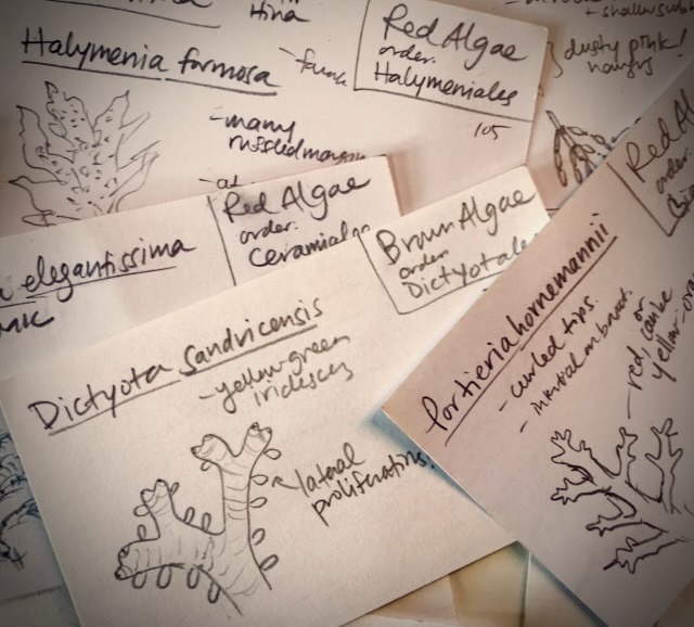 note cards of limu (seaweed) species by Erzsi Palko