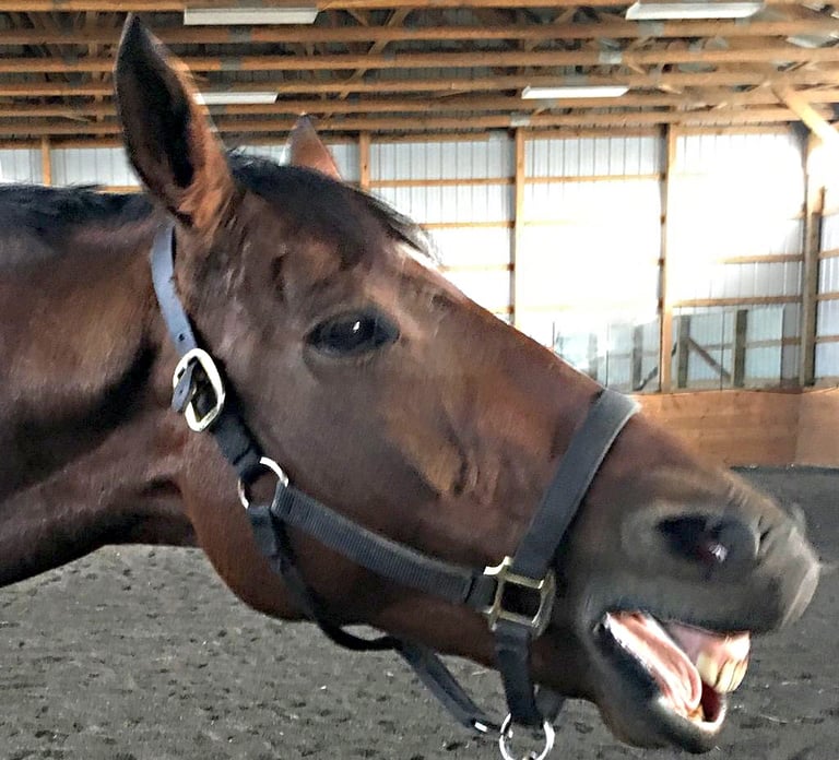 A relaxed horse named Jesse in the middle of a yawn during a bodywork session with Danna Antoine.