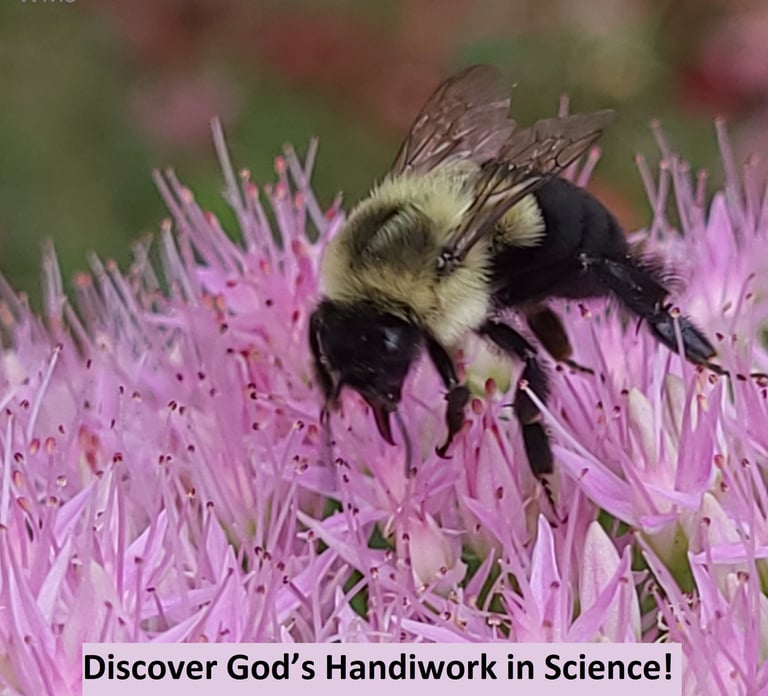 Discover God's Handiwork in Science!