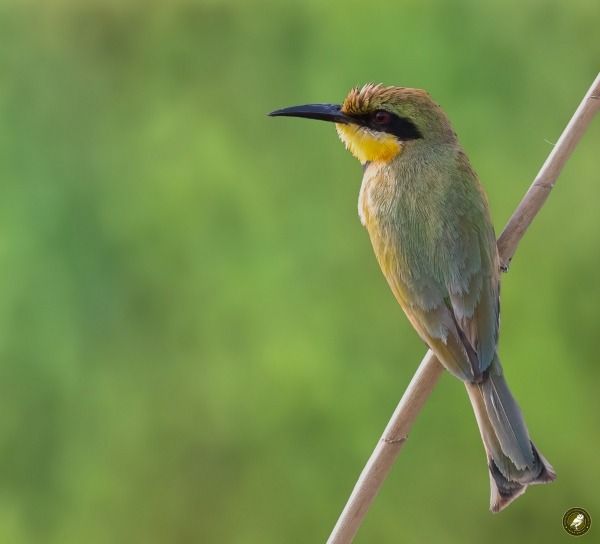 Little Bee-eater perched on a reed in The Gambia