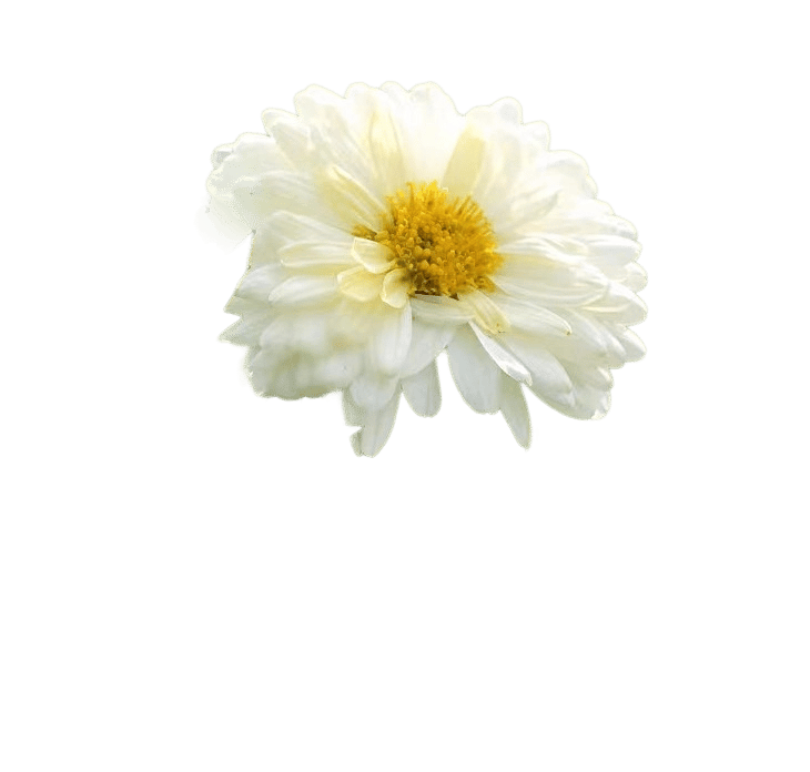 chrysanthemum