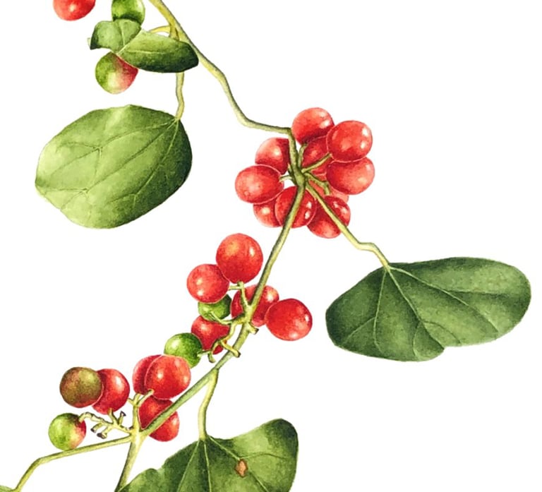 Cocculus carolinus (L.) DC. Moonseed Family Texas native