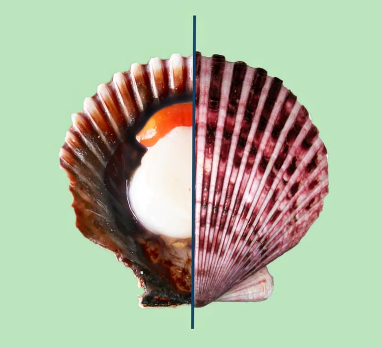 hpp scallop