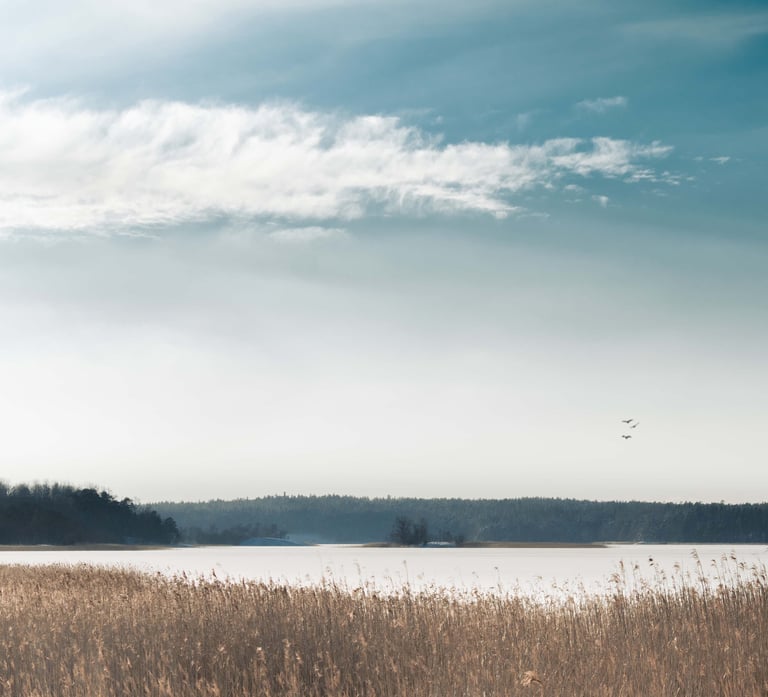 Ett lugnt kustlandskap med vatten och torrt vass vid stranden och en trädbevuxen kustlinje i bakgrun