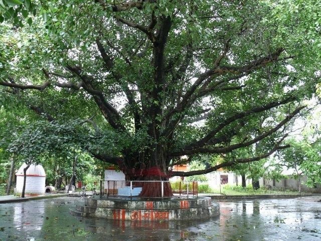 Albero di banyan a Kathgharìa Dham