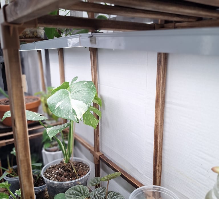 Barrina grow lights for indoor houseplants used in my Quiet at Home plant setup