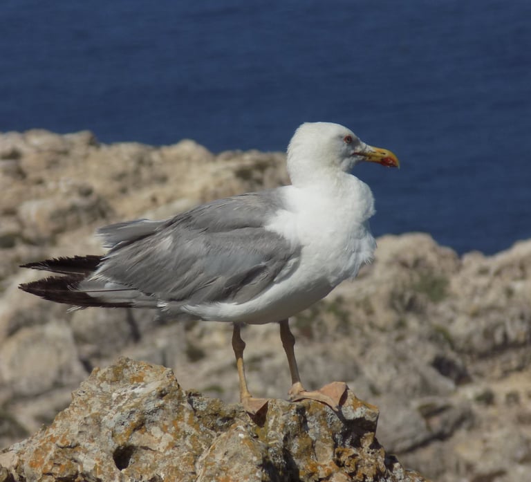 gabbiano in primo piano appoggiato sulla scogliera portoghese e sfondo l'oceeano