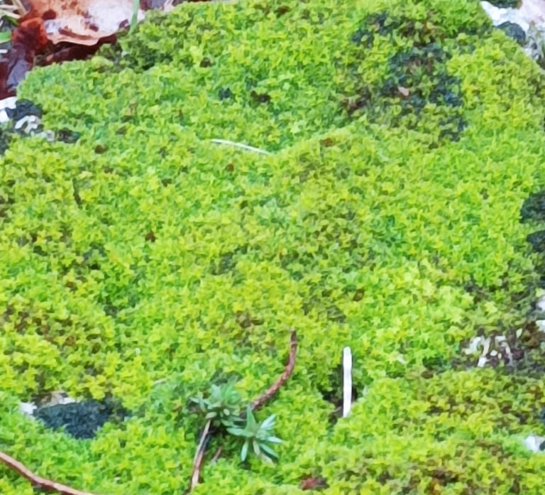 A Soft Cushion of  Moss