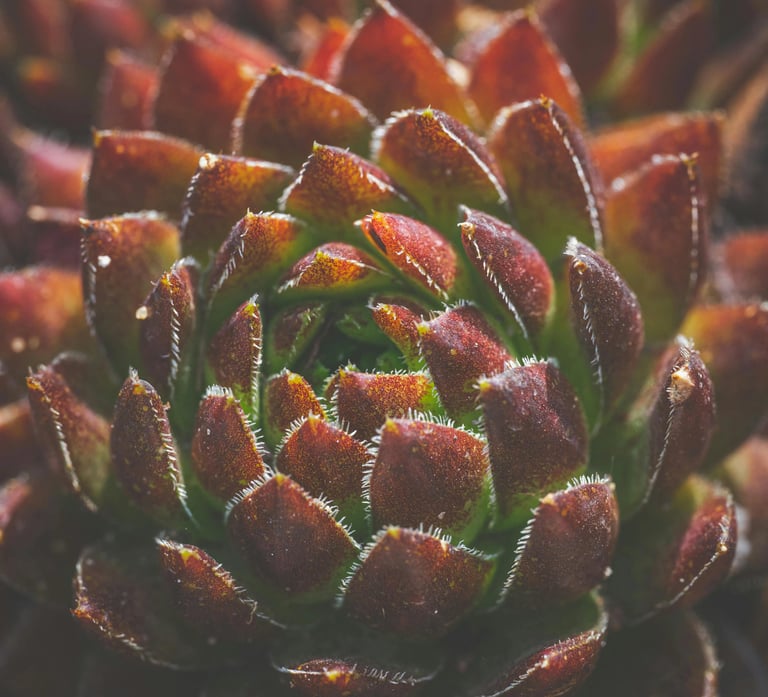 a close up of a plant with a flower