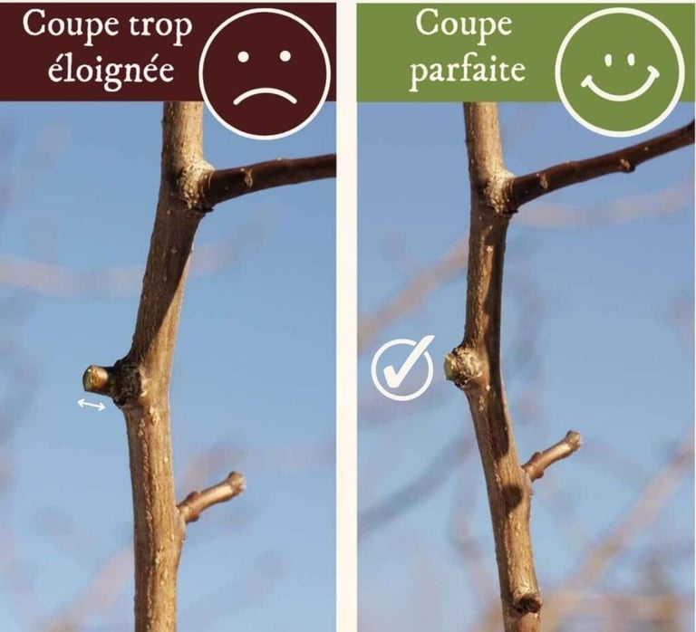 comment tailler une plante ?