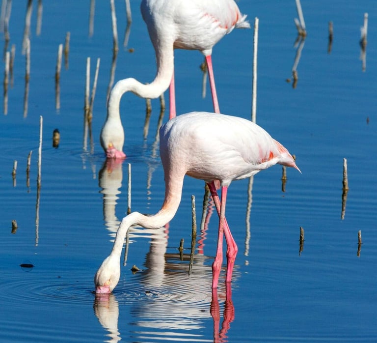 two flamingos are standing in the water