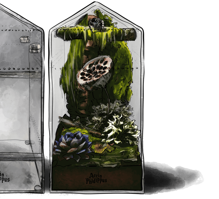 terrarium pour araignée - terrarium pour phidippus regius